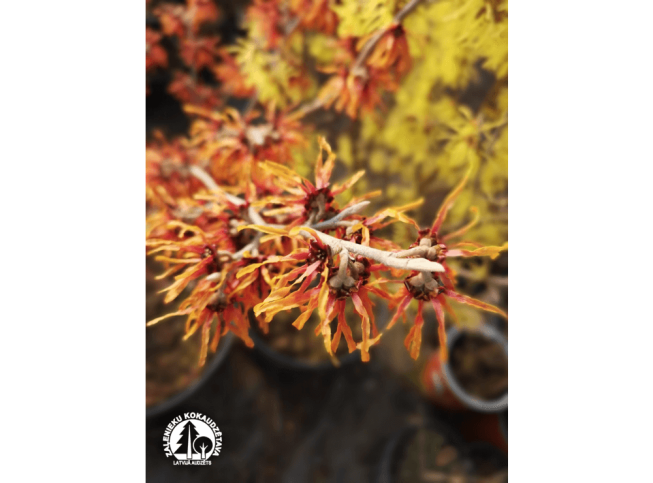 Hamamelis × intermedia   'Diane'